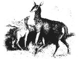 Hinds (Cervus elaphus)